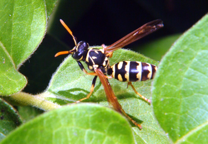 Le meraviglie  Polistes allistituto di bellezza